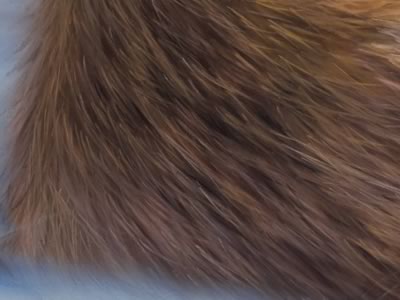 Fox In The Snow closer look 2