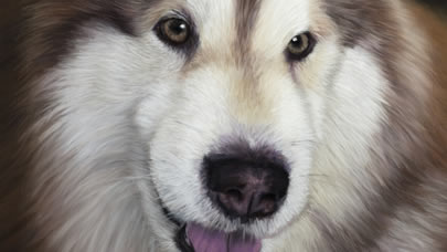 alaskan-malamute pastel portrait
